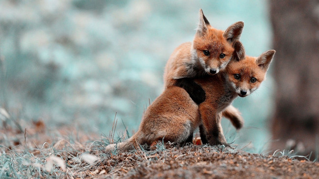 Обои картинки фото лисята, животные, лисы, лисица, рыжая, обыкновенная, псовые, лисицы, млекопитающие, мех, пушнина, лиса, хищник