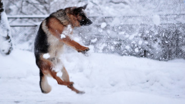 Картинка животные собаки собака овчарка снег игра