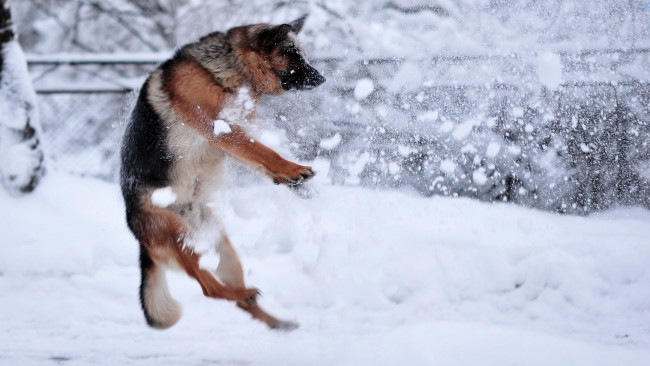 Обои картинки фото животные, собаки, собака, овчарка, снег, игра