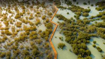 Картинка природа парк джубайль мангровый дубай