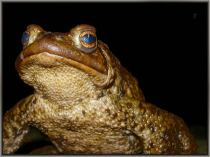 Картинка aleksandre жаба пазорная животные лягушки