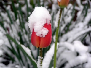 Картинка kostakis73 последний снег цветы тюльпаны