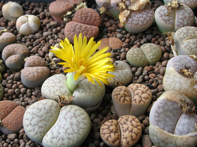 Обои картинки фото arnold, живые, камни, цветы, кактусы