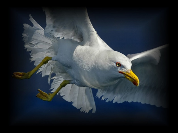 Обои картинки фото seagull, животные, Чайки, бакланы, крачки