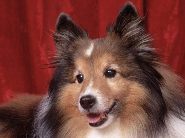 Обои картинки фото sweetheart, sheltie, животные, собаки