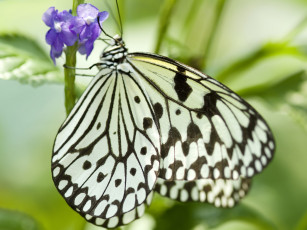 Картинка животные бабочки