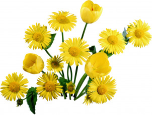 Картинка цветы разные вместе желтые