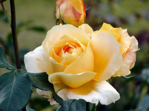 Картинка цветы розы кремовая