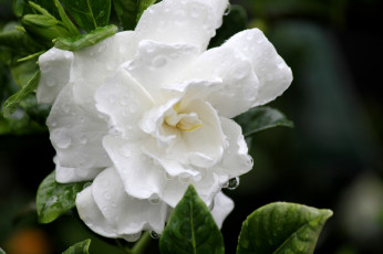 Картинка гардения цветы лепестки белый капли