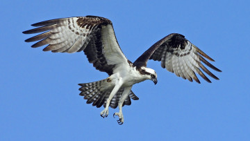Картинка скопа животные птицы хищники пестрый крылья полет
