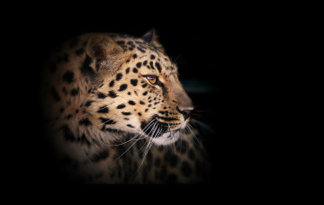 Картинка животные леопарды леопард портрет