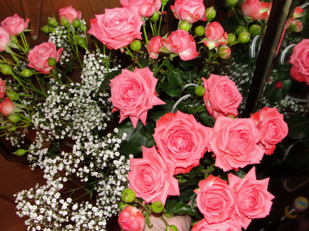 Обои картинки фото цветы, розы, много, гипсофила