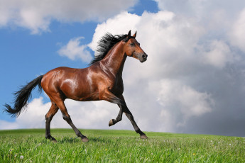 Картинка животные лошади скакун