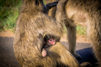 Картинка животные обезьяны дитёныш