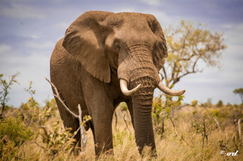Картинка животные слоны южная африка