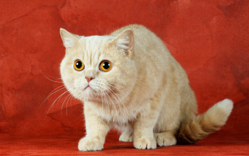 Картинка животные коты британец
