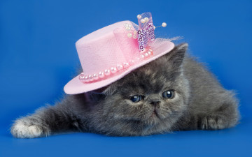 Картинка животные коты фон шляпка кошка