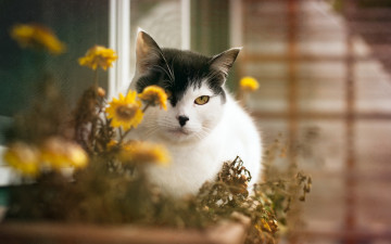 Картинка животные коты кошка цветы дом