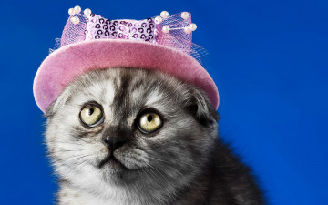 Картинка животные коты кошка фон шляпка