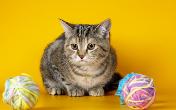 Картинка животные коты нитки клубок