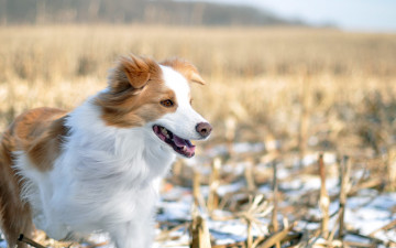Картинка животные собаки зима поле собака