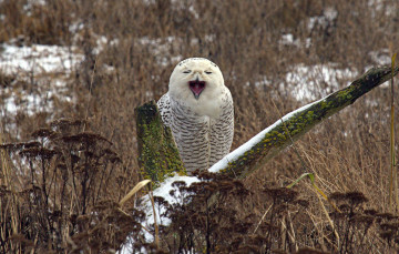 Картинка животные совы полярная сова белая