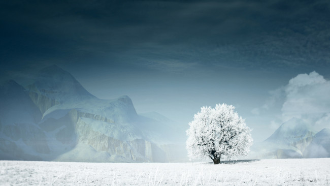 Обои картинки фото природа, зима, поле, снег, дерево