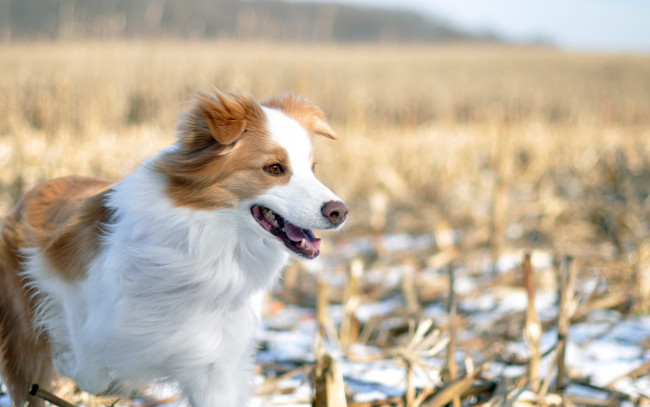 Обои картинки фото животные, собаки, зима, поле, собака