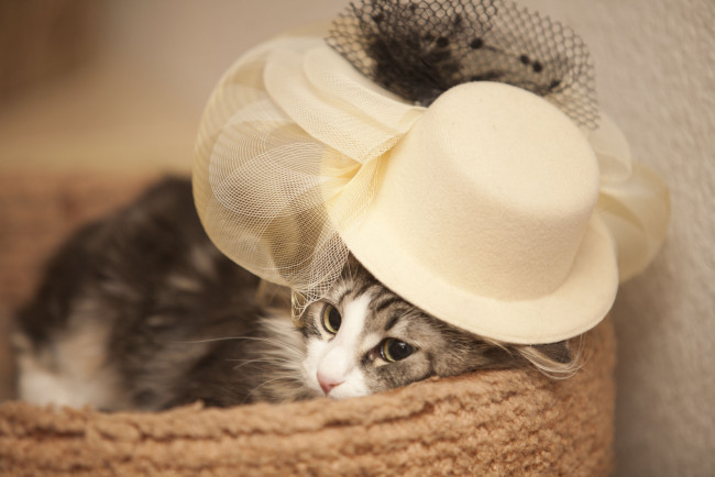 Обои картинки фото животные, коты, шляпка, модница, красотка