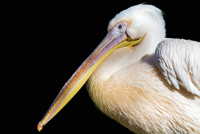 Обои картинки фото животные, пеликаны, клюв, профиль