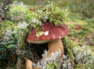 Картинка природа грибы мох