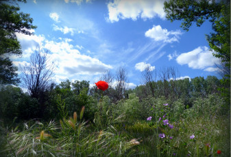 Картинка природа луга облака цветы трава луг