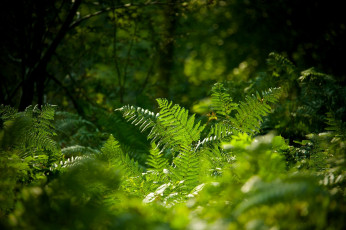 Картинка природа лес заросли листья зелень
