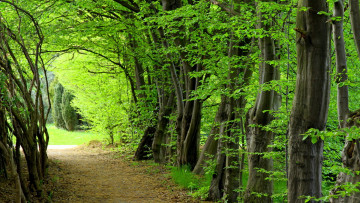 Картинка природа дороги лес деревья лето