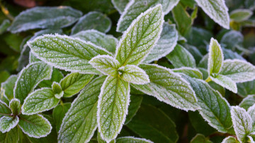 Картинка природа листья иней мята мороз морозная свежесть зелень