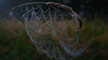 Картинка природа макро паутина капли