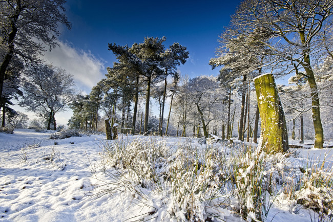Обои картинки фото природа, зима, трава, снег, поле, облака, сосны