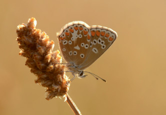 Картинка животные бабочки +мотыльки +моли усики макро крылья бабочка фон насекомое травинка