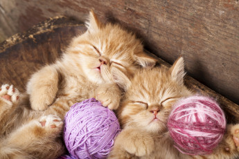 Картинка животные коты двое спят кошки котята