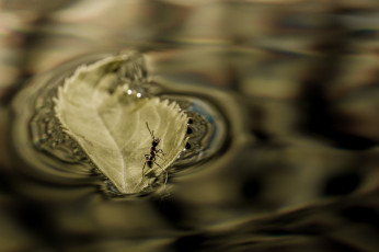 Картинка животные насекомые макро муравей лист лодка вода