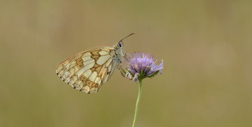 Картинка животные бабочки +мотыльки +моли усики крылья бабочка макро травинка насекомое фон