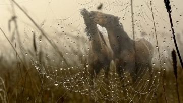 Картинка животные лошади грива трава поле туман роса капли вода паутина макро