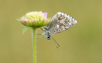 Картинка животные бабочки +мотыльки +моли крылья бабочка макро