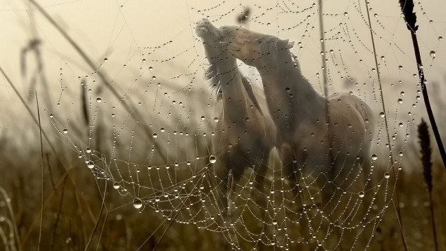 Обои картинки фото животные, лошади, грива, трава, поле, туман, роса, капли, вода, паутина, макро
