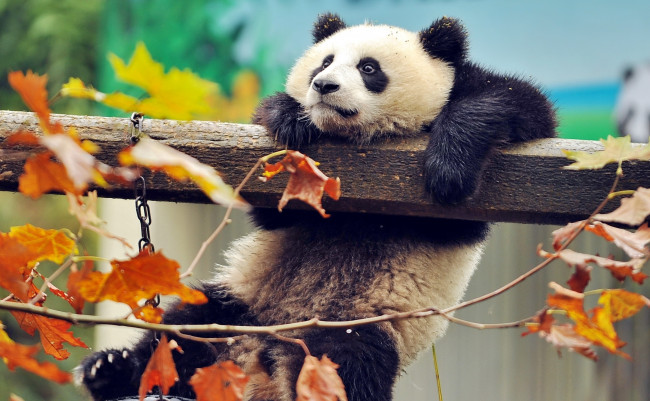 Обои картинки фото панда в парке, животные, панды, панда, в, парке
