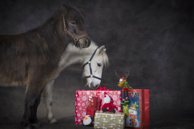 Обои картинки фото животные, лошади, пони, подарки, праздник, рождество, новый, год