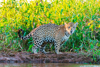 Картинка животные Ягуары берег ручей трава ягуар