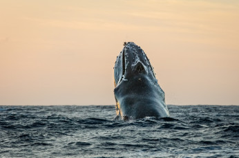 Картинка животные киты +кашалоты кит