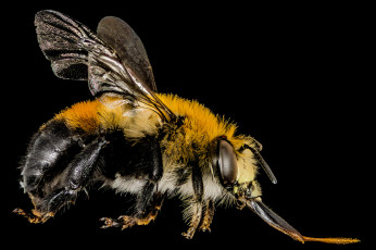 обоя животные, пчелы,  осы,  шмели, пчела