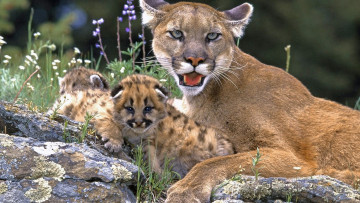 Картинка животные пумы детеныши трава камни котята пума мать